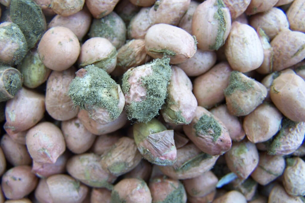 بررسی انواع آفلاتوکسین